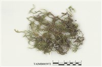 藏品(垂苔)的圖片